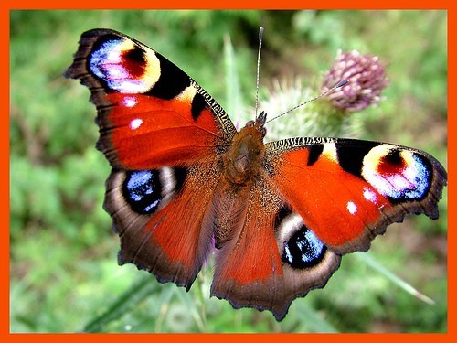 Photo:  peacock butterfly